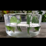 Растението, което носи пари: Ето как да го размножим във вода от 8 листа