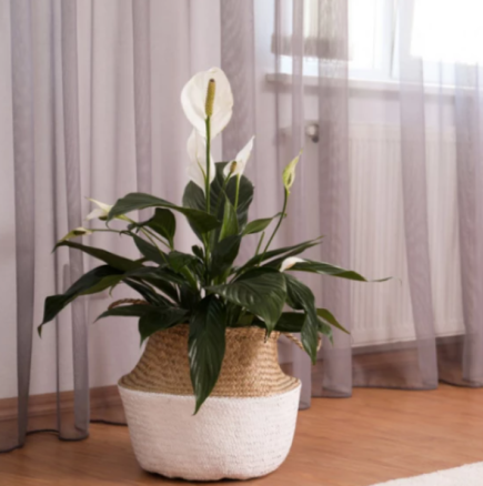 Това растение се нуждае само от 6 часа, за да пречисти въздуха в стаята: Неутрализира тютюневия дим и всеки може да го отглежда