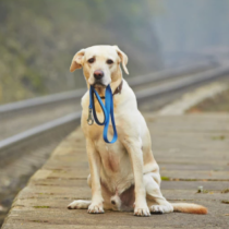 Собственик загуби кучето си преди 5 години: Мислеше, че никога повече няма да го види, публикация в социалните мрежи промени всичко!