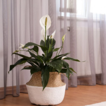 Това растение се нуждае само от 6 часа, за да пречисти въздуха в стаята: Неутрализира тютюневия дим и всеки може да го отглежда