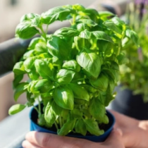 Растение, което привлича късмет и просперитет: Сложете го в саксия и гледайте как животът ви разцъфтява!