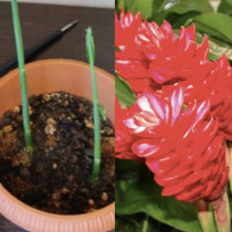 Купих корен от джинджифил от магазина и го засадих: никога не съм виждал растение да расте толкова бързо и красиво