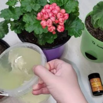 Орхидея, мушкато и теменужка ще бъдат заляти от цветове: Богат на витамини флорален коктейл