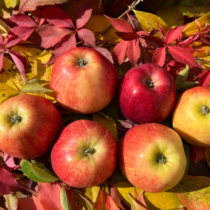 Ябълките могат да стопят мазнините ви, но само ако ги ядете в този момент: Диетолог разкрива как да консумирате любимия си плод
