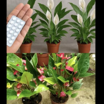 Едно хапче стига за милион цветя! ТРИ тайни, които никой няма да ви каже: