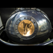 Тайната се пазеше десетилетия, но никой не очакваше подобна истина! Ето колко часа ВСЪЩНОСТ кучето Лайка прекара в Космоса: