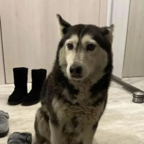 Ето го лекаря, прегазил кучето Мая и оставил я да умре в жестоки мъки