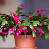 Експерт съветва: „През ноември не забравяйте да поставите коледниче на прозореца – То може да спаси дома ви“