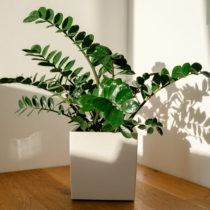 Колкото повече листа, толкова повече монети: Замиокулкас не обича много вода и от ЕДНА НАПИТКА расте като луда! Ето как да я поливате