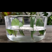 Растението, което носи пари: Ето как да го размножим във вода от 8 листа