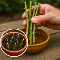 Как правилно да вкоренявате резници от рози през есента, така че да могат да бъдат засадени в цветна леха в началото на пролетта