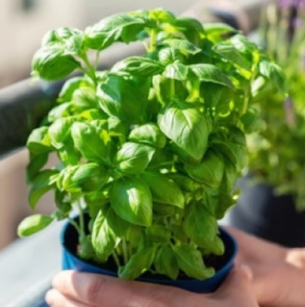 Растение, което привлича късмет и просперитет: Сложете го в саксия и гледайте как животът ви разцъфтява!