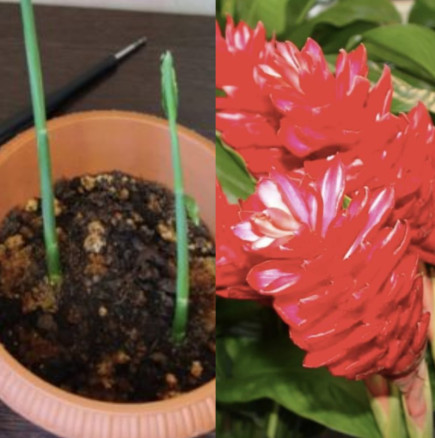 Купих корен от джинджифил от магазина и го засадих: никога не съм виждал растение да расте толкова бързо и красиво