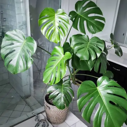 Те привличат нещастие и страдание: Не дръжте тези 2 цветя в къщата си, докато сте живи.