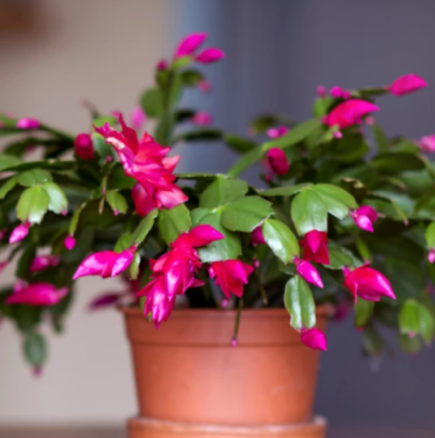 Експерт съветва: „През ноември не забравяйте да поставите коледниче на прозореца – То може да спаси дома ви“