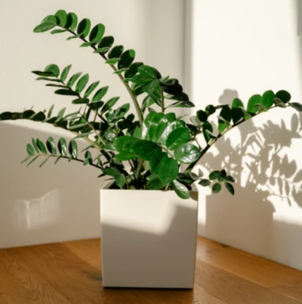 Колкото повече листа, толкова повече монети: Замиокулкас не обича много вода и от ЕДНА НАПИТКА расте като луда! Ето как да я поливате