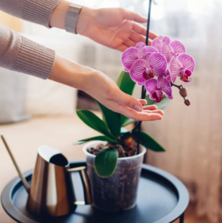 Орхидеите ще цъфтят дори през зимата, ако обърнете внимание на едно ВАЖНО НЕЩО, което изобщо не харесват