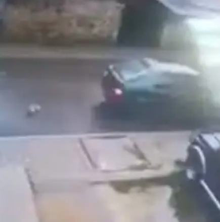 Нов случай, в който шофьор уби малко кученце на пътя