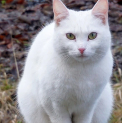 Ето какво значи когато бяла котка ви пресече пътя и какво трябва да направите веднага щом я видите