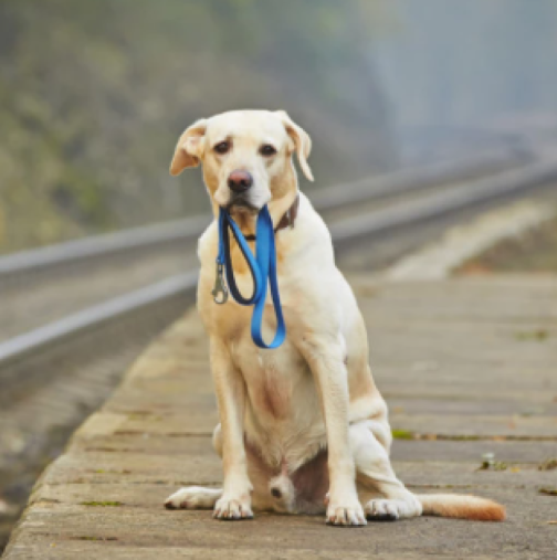 Собственик загуби кучето си преди 5 години: Мислеше, че никога повече няма да го види, публикация в социалните мрежи промени всичко!