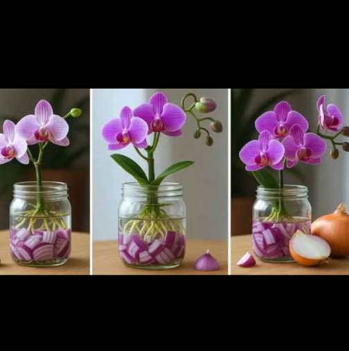 Всичко, от което се нуждаете, е глава лук! Орхидеите растат с часове и цъфтят през цялата година.