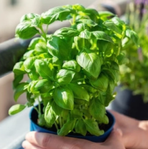 Растение, което привлича късмет и просперитет: Сложете го в саксия и гледайте как животът ви разцъфтява!