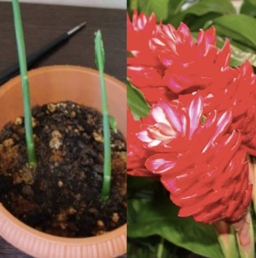 Купих корен от джинджифил от магазина и го засадих: никога не съм виждал растение да расте толкова бързо и красиво