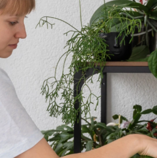 За една нощ ще цъфти като в дъждовната гора: Най-добрата зимна добавка - 2 съставки в топла вода и полейте цветята