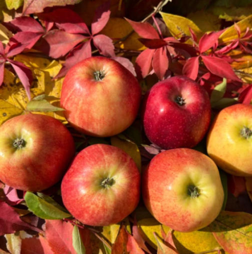 Ябълките могат да стопят мазнините ви, но само ако ги ядете в този момент: Диетолог разкрива как да консумирате любимия си плод