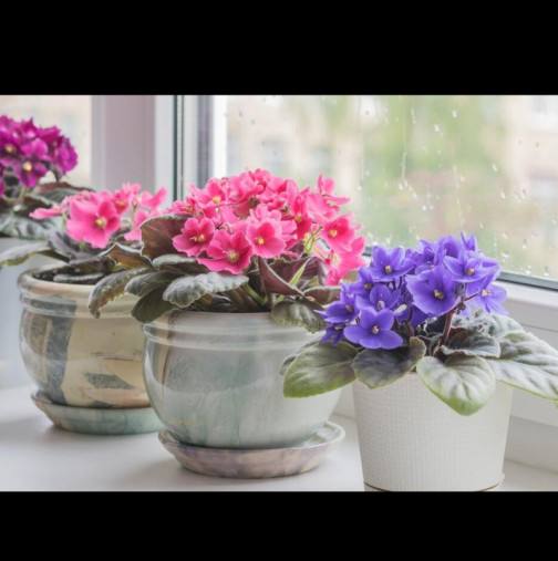 След 7 дни ще се появи първият цвят: Ако се грижите за ТЕМЕНУЖКАТА така през ноември, тя ще цъфти през цялата година.