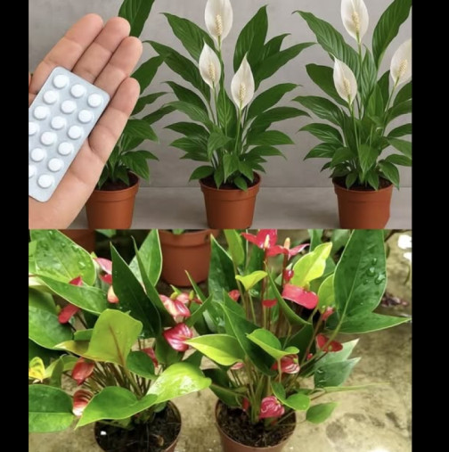 Едно хапче стига за милион цветя! ТРИ тайни, които никой няма да ви каже: