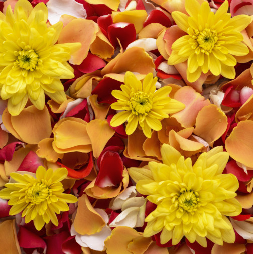 РАК, получавате подкрепа, която сте очаквали дълго. КОЗИРОГ, денят води до важни решения! - Дневен хороскоп за 29 ноември