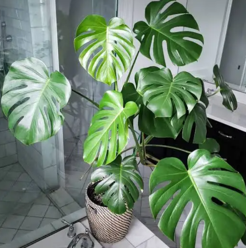 Те привличат нещастие и страдание: Не дръжте тези 2 цветя в къщата си, докато сте живи.