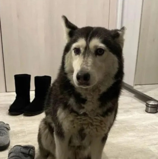 Ето го лекаря, прегазил кучето Мая и оставил я да умре в жестоки мъки