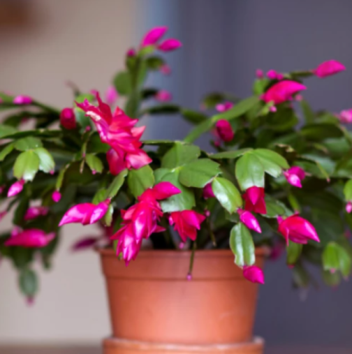 Експерт съветва: „През ноември не забравяйте да поставите коледниче на прозореца – То може да спаси дома ви“