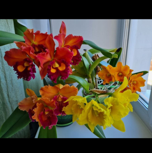 Натурален парфюм за вашия дом, по-добър от дифузер: 8 стайни растения, които ухаят вълшебно