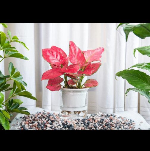 Когато е на правилното място, привлича късмета и изобилието! Толкова лесно за гледане, че не може да го уморите, даже да искате: