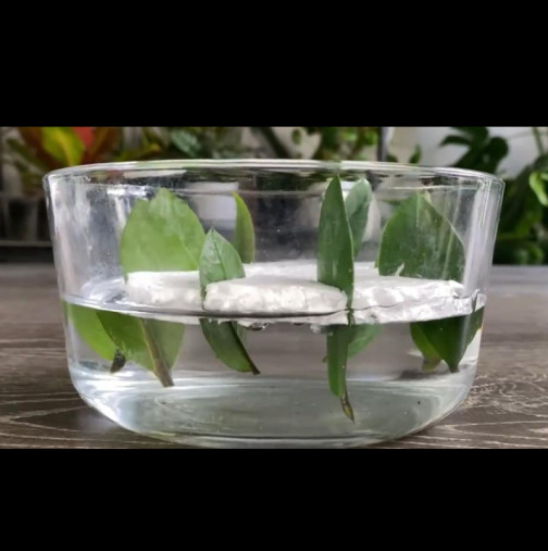 Растението, което носи пари: Ето как да го размножим във вода от 8 листа