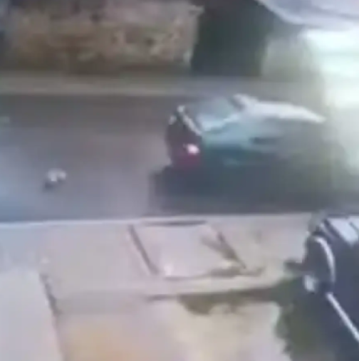 Нов случай, в който шофьор уби малко кученце на пътя