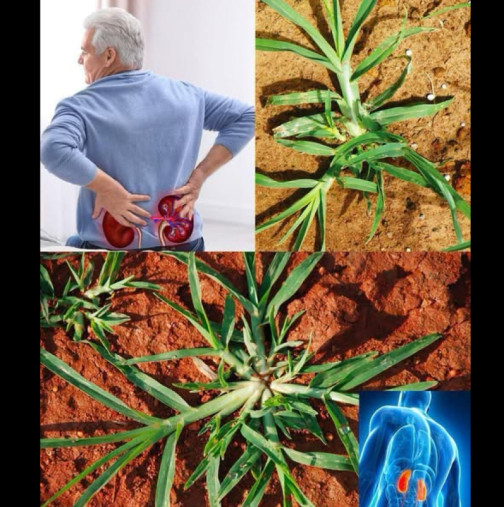 Растението, което виждате на снимката, е едно от най-чудотворните в света! Помага при КАКВО ЛИ НЕ