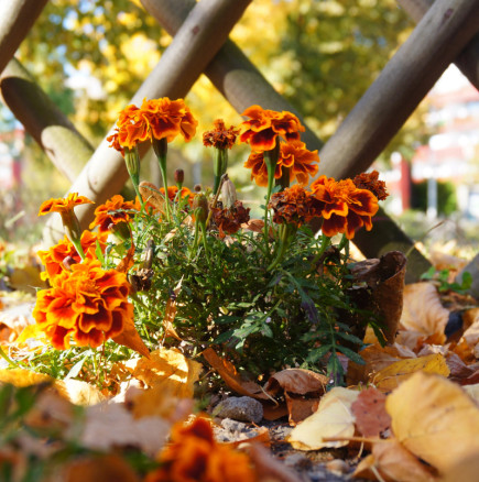 БЛИЗНАЦИ, думите ви имат тежест. СКОРПИОН, добри възможности за паричен поток - Дневен хороскоп за 6 декември