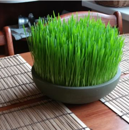 Носи щастие и благоденствие в дома през цялата година: Ето най-подходящия ден за засаждане на коледна пшеница