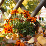 БЛИЗНАЦИ, думите ви имат тежест. СКОРПИОН, добри възможности за паричен поток - Дневен хороскоп за 6 декември