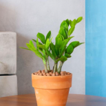 Къде да сложим замия, за да привлечем пари? Расте като луда на едно място и зове за любов в тази стая