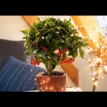 Колкото повече плодове - толкова по-щастлива ще бъде 2026! Това цвете е най-красивата коледна украса и е лесно за отглеждане