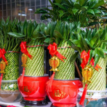 Непременно внесете тези три растения в дома си през Новата година: Те носят щастие, любов и просперитет.