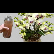 Една бутилка седмично за НОНСТОП ЦЪФТЕЖ на орхидеята! Няма лете, няма зиме, скъсва се от цвят