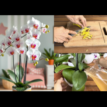 Торя ТАКА орхидеята веднъж седмично и пуска цвят след цвят! Няма лете, няма зиме, скъсва се от цъфтеж