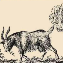 Виждате ли мъжа на снимката? Само 1% от хората забелязват собственика на козата за 5 секунди, проверете дали сте сред тях