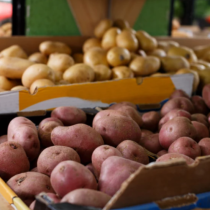 Появи се ужасяваща картина: Бягайте от тези картофи като дявола от тамян